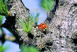 Multicolored Asian Lady Beetle  44108