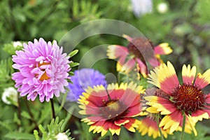 Multicolored Aster flowers in the garden on the background of the garden