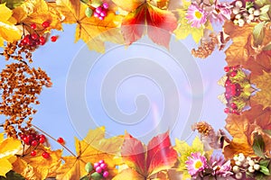 Multicolored autumn fall Mabon festival leaves sunny blue sky background photo
