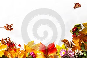 Multicolored autumn fall Mabon festival leaves white background with copy space photo