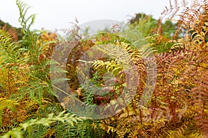 Multicolored Autumn fern photo