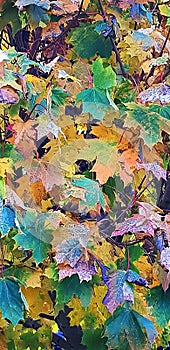 Multicolored autumn leaves in a Burnley park photo