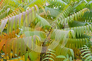 Multicolored autumnal foliage of Rhus typhina