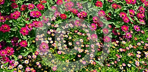 Multicolored beautiful flower bed