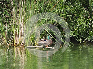 Multicolored bird on a log in the lake of ivars and vila sana, lerida, spain, europe