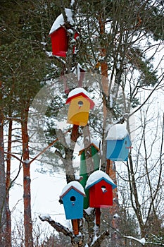 Multicolored birdhouses on tree in winter