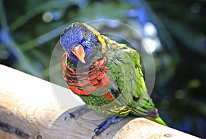 Macaw parrot colorful feathered bird