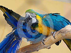 Multicolored bright tropical talking big macaw parrot birds