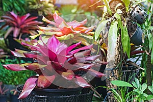 Multicolored bromeliad, colorful bromeliad leaves, Tropical plants in green house for garden decoration. Colorful Neoregelia plant