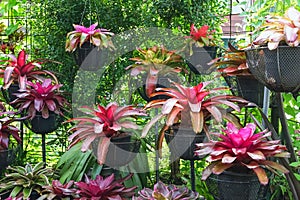 Multicolored bromeliad, colorful bromeliad leaves, Tropical plants in green house for garden decoration. Colorful Neoregelia plant