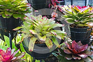 Multicolored bromeliad, colorful bromeliad leaves, Tropical plants in green house for garden decoration. Colorful Neoregelia plant