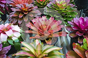 Multicolored bromeliad, colorful bromeliad leaves, Tropical plants in green house for garden decoration. Colorful Neoregelia plant