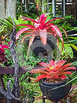Multicolored bromeliad, colorful bromeliad leaves, Tropical plants in green house for garden decoration. Colorful Neoregelia plant