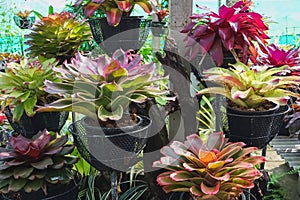 Multicolored bromeliad, colorful bromeliad leaves, Tropical plants in green house for garden decoration. Colorful Neoregelia plant