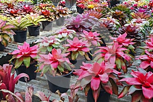 Multicolored bromeliad, colorful bromeliad leaves, Tropical plants in green house for garden decoration. Colorful Neoregelia plant