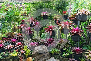 Multicolored bromeliad, colorful bromeliad leaves, Tropical plants in green house for garden decoration. Colorful Neoregelia plant