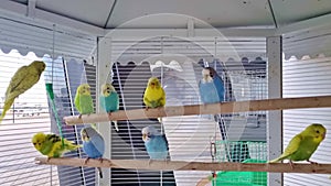 multicolored budgerigars on a crossbar in a large white cage.