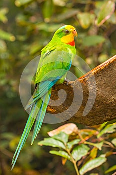 Multicolored budgies bird