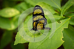 Multicolored butterfly bred in the province of Misiones, Argentina