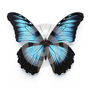 Multicolored butterfly for design. isolated on white background. Black blue butterfly