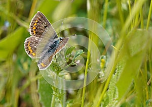 Multicolored butterfly on the grass
