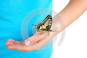 Multicolored butterfly / moth on child`s hand isolated on white background