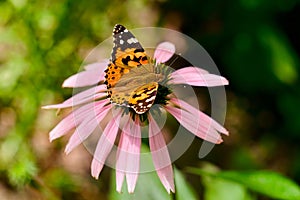 Multicolored butterfly nymphalid Admiral spread its wings.