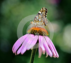 Multicolored butterfly nymphalid Admiral tastes the purple flower of echinacea