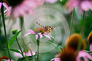 Multicolored butterfly nymphalide Admiral tastes the pink flower of echinacea.