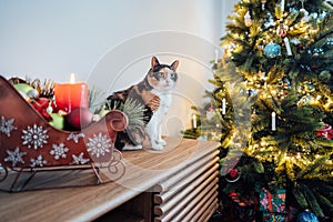 Multicolored cat with big guiltless eyes sits on the cabinet near a Christmas tree and poses for the photographer photo
