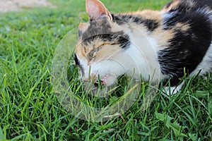 Multicolored cat eats a mouse caught on the lawn, side view