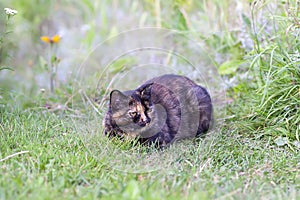 Multicolored cat sitting on green grass outdoors