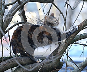 Multicolored cat sitting on a tree sharpens its claws on a branch