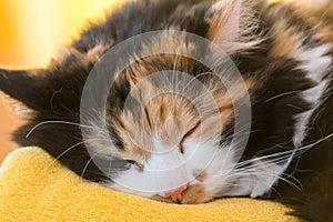 Multicolored cat sleeping - close-up