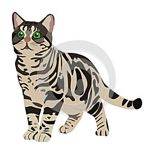 Multicolored cat vector icon on a white background. Animal lustration isolated on white. Kitty realistic style design