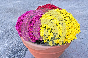 multicolored Chrysanthemums flowers in clay pot
