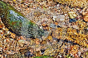 Multicolored cobblestones in a stream