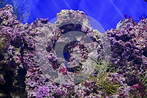 Multicolored corals background photo