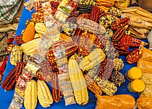 Multicolored corn cobs variety in Peru
