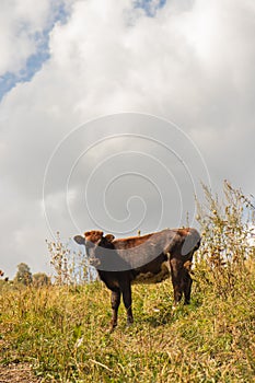 Multicolored cows eating grass on pasture in Dombai national nature reserve