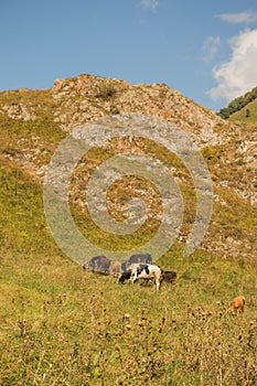 Multicolored cows eating grass on pasture in Dombai national nature reserve