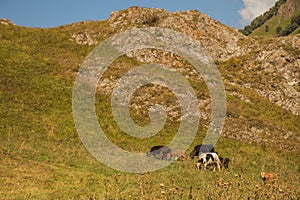 Multicolored cows eating grass on pasture in Dombai national nature reserve