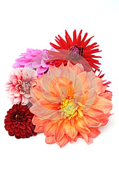 Multicolored Dahlias