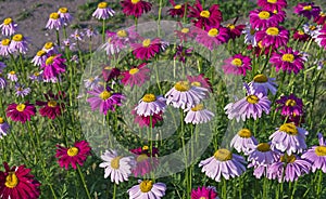 Multicolored daisies on a background of green grass. Color camomiles in the city garden