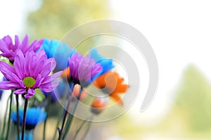 Multicolored Daisy Flowers photo