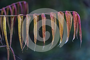 Multicolored dried leaves hanging on a branch