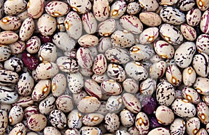 Multicolored dry phaseolus