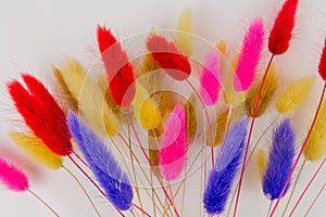 Multicolored dry twigs spikelet in a bouquet on a white background photo