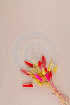 Multicolored dry twigs spikelet in a bouquet on a white background photo