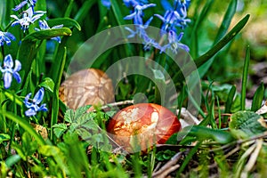 Multicolored easter eggs in green grass. Easter concept